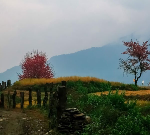 Elevate Trek- Farm field in Dhampus Village, Pokhara