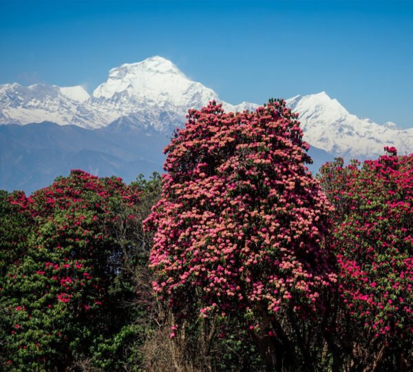 Elevate Trek- Spectacular view of Annapurna and Dhaulagiri with stunning rhododendron forest in Poon Hill Trek