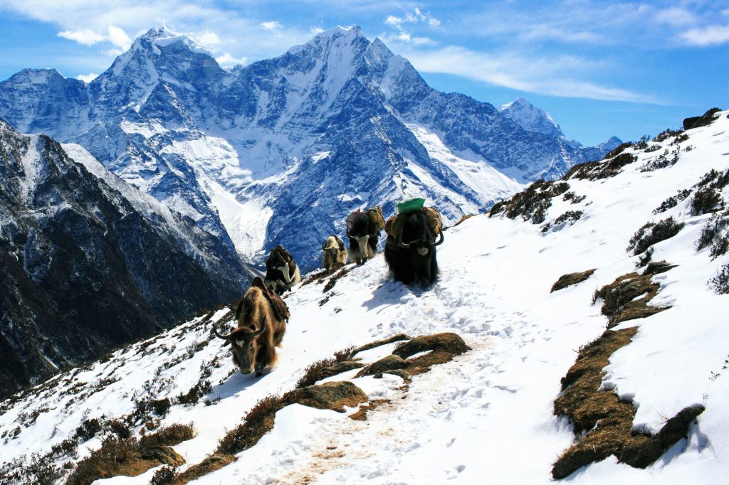 Yaks trek through snowy terrain in the majestic Himalayas, Nepal.